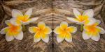 024 Orchids - 3-ply - Paper Design