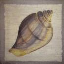 041 Shellfish - 3-ply - Scandolet
