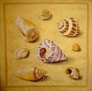 043 Shellfish - 3-ply - Stewo