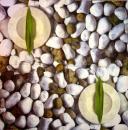 045 Shellfish - 3-ply - Paper Design