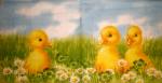 012 Enten - 3-lagig - Ihr - CS