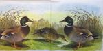 033 Ducks - 3-ply