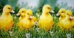 036 Ducks - 3-ply - Paper Design