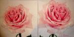 205 Rosen - 3-lagig - Atelier