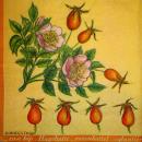 257 Rosen - 3-lagig - MOLCA