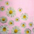 126 Daisies  - 3 ply - Atelier