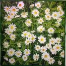153 Daisies  - 3 ply - CS - Ihr