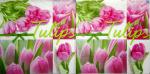 062 Tulpen - 3 lagig
