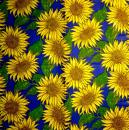 086 Sunflowers - 3-ply (blue) - Ti-Flair - CS