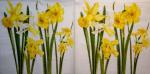 060 Daffodils - 3-ply - Herlitz
