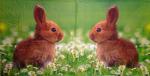 032 Rabbits:  natürlich - 3-ply - Stewo