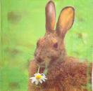 034 Rabbits:  natürlich - 3-ply - Ambiente
