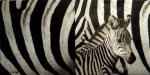 026 Zebra - 3-ply - Stewo