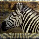 027 Zebra - 3-ply - Ambiente