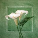 013 Calla - 3-ply - Ambiente - CS