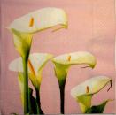 018 Calla - 3-ply (pink) - Paper Design