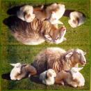 019 Sheep - 3-ply - Ihr