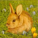 054 Rabbits:  natürlich - 3-ply - Avant Garde