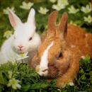 083 Rabbits:  natürlich - 3-ply  - Stewo