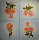 140 Rosen - 3-lagig (blau, rosa) - Ihr