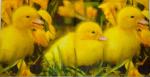 065 Ducks - 3-ply - Stewo