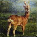 140 Deer - 3-ply