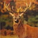 163 Deer - 3-ply - Colourful Life