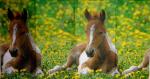 080 Horses - 4-ply - Paper Design - Handkerchief
