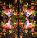 313 Rosen - 3-lagig - Paw