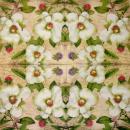 038 Magnolias - 3-ply - Ti-Flair