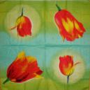 017 Tulpen