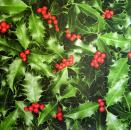 059 Christmas Flowers - 3-ply - Robert Charles