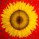 166 Sunflowers - 3-ply (red) - Stewo