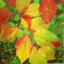 098 Autumn - 3-ply - ti-flair
