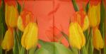 020 Tulips - 3-ply (orange) - CS