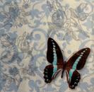 104 Butterflies - 3-ply