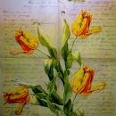 097 Tulips - 3-ply (cream) - Ihr