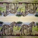 001 Zebra - 3-ply - Ambiente