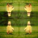 197 Enten - 3-lagig - Paper Design