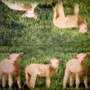 121 Sheep - 3-ply - Paper Design