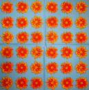 059 Daisies - 3-ply - (blue)