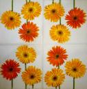 325 Daisies - 3-ply - (weiß) - Ihr