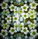 111 Weihnachten Blumen - 3-lagig - Stewo