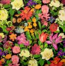 118 Tulpen - 3-lagig - Ambiente