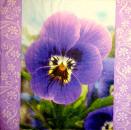 040 Stiefmütterchen, Violet - 3 ply