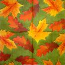 001 Pflanzen - 3 lagig - Molca