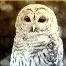 038 Eulen - 3-lagig - Ambiente