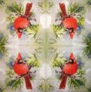 179 Vögel - 3-lagig - Montgomery