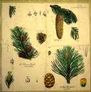 156 Weihnachten Blumen - 3-lagig - Ambiente