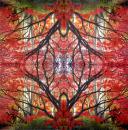 001 Pflanzen - 3 lagig - Molca